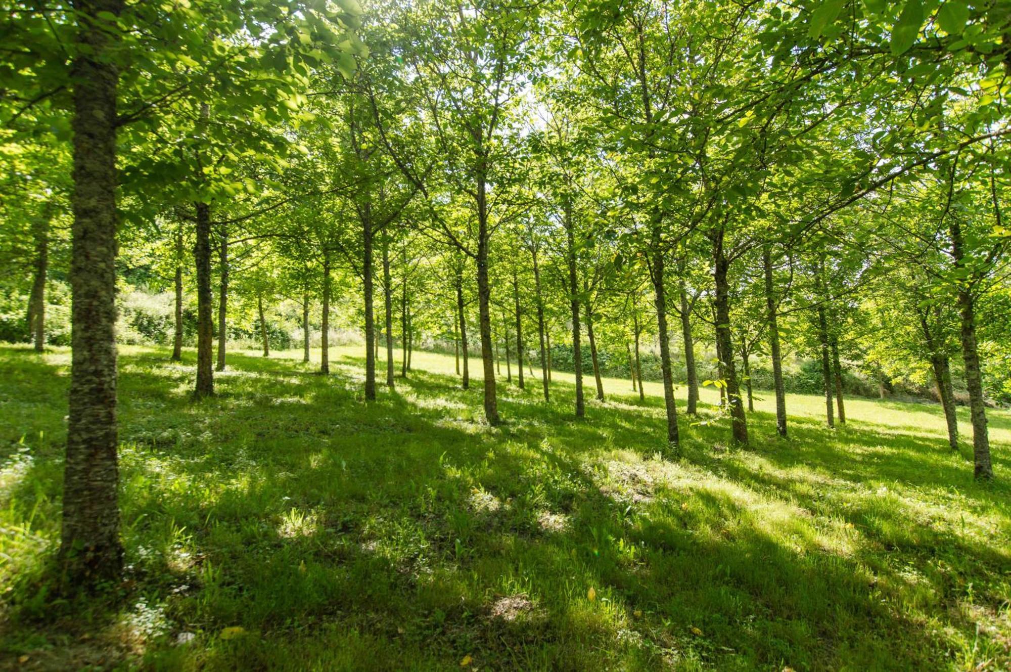 Agriturismo Podere La Casaccia بوبّي المظهر الخارجي الصورة